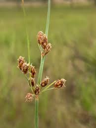 Image result for Fimbristylis complanata