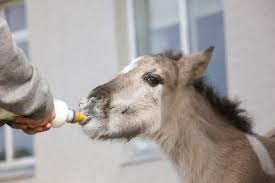 Guide to animal shelters, welfare groups and rescue efforts. How To Start An Animal Rescue With Step By Step Guide Lovetoknow