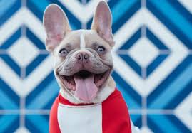 How to put weight on a dog safely. How To Safely Help Your Dog Gain Weight Webbox