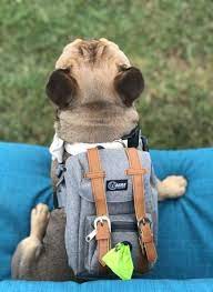 Want to go backpacking with your dog? 28 Ideas Diy Dog Bag Hiking Backpack For 2019 Diy Dog Bag Diy Dog Backpack Dog Backpack