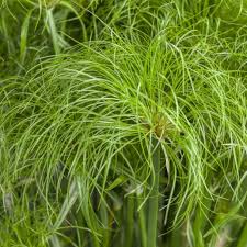 Image result for Cyperus deciduus
