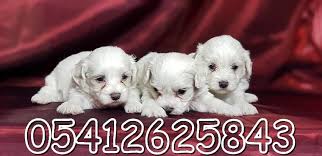 Maltese Terrier Yavrusu Teriyer