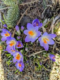 Keep reading to find what early blooming spring flowers you can put. Spring Emergence Around The Farm The Martha Stewart Blog