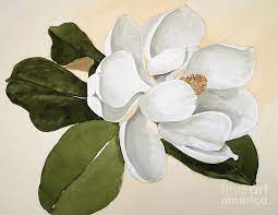 White Magnolia Watercolor Paintings For Sale Watercolor Flowers Paintings Watercolor Paintings For Sale Magnolia Paint
