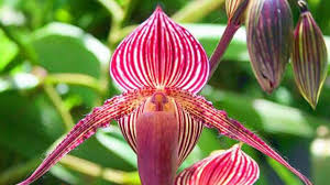 This is truly flower power - Asian Age | DailyHunt