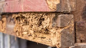 The first thing that you need to do when approaching a termite problem is to do a termite bait stations, even when properly placed, are not a guarantee of successful treatment against termites. The Top 5 Termite Killers Of 2021 This Old House