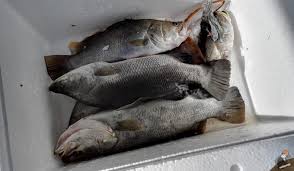 Dalam memancing ikan kakap , kita tidak bisa sembarangan memberikan umpan. 9 Ekor Siakap Hasil Memancing Muara Kpg Baru Ayer Tawar Perak