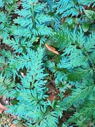 Image result for Selaginella kivuensis