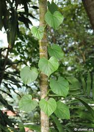 Image result for Tinospora fragosa