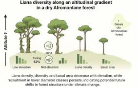 Image result for Secamone punctulata
