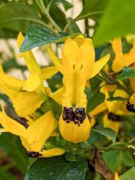 Image result for Ruttya fruticosa