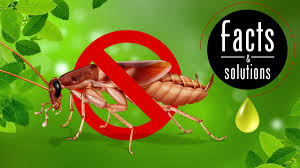 Using peppermint oil to get rid of mice is one of the more popular pest control home remedies. Peppermint Oil For Roaches How To Try In Your Home Cockroach Facts