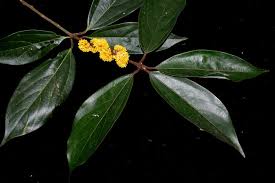 Image result for Lauraceae