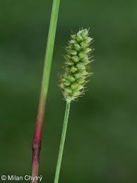Image result for Setaria pumila
