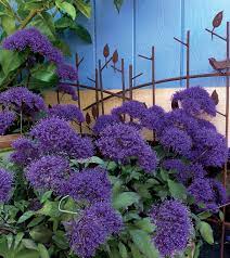 Trachelium Caeruleum Hamer Pandora Cool Plants Purple Flowers Violet Flower