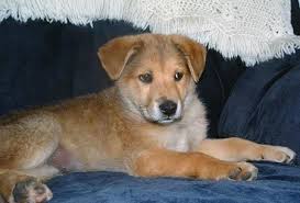 As a matter of fact, the akita inu is the official dog breed of japan. Golden Retriever Labrador German Shepherd Mix Puppies