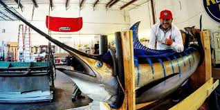 They really loved it and so he asked me to draw a marlin fish for him, a sword fish in my books the kind of fish that if you're not careful when fishing, it will definitely be news for you. Marlins Brewhouse And Chronic Tacos Coming To South Fort Myers
