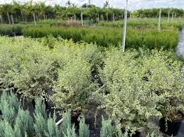 Image result for Ligustrum sinense