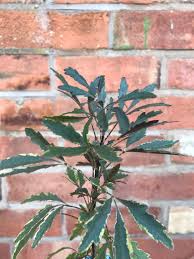 Image result for Plerandra