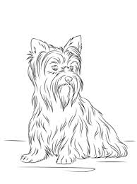 Yorkie coloring pages play with caterpillar. Yorkshire Terrier Coloring Page Dog Coloring Page Puppy Coloring Pages Yorkshire Terrier Puppies