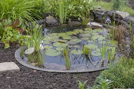 Quelles Sont Les Plantes De Bassin