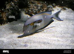 Orangeband Surgeonfish Orange Striped Surgeonfish Orange Epaullete Surgeonfish Or Orange Shouldered Tang Acanthurus Olivaceus Stock Photo Alamy