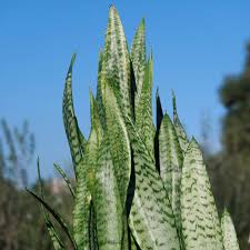 Image result for Sansevieria trifasciata