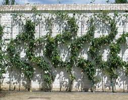 Originelles Spalier S Form Obst Anbauen In 2020 Obstbaume Beschneiden Spalier Obstgarten