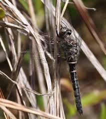 Image result for Hunteria myriantha