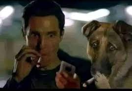 Everyone behind the win photographer #showdog #dogshow #AKC #UKC #dog #dogs  #doghumor #dogphotographer