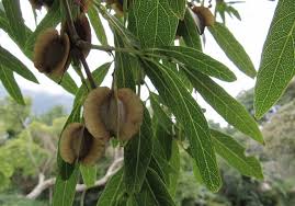 Image result for Combretum