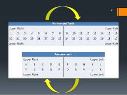 Tooth Numbering System