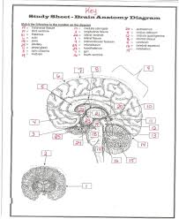 Key Brain Diagram Jpg 1700 2077 Brain Diagram Brain Anatomy And Function Neuron Structure And Function