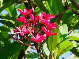 Image result for Apocynaceae subfamilies Apocynoideae and Rauvolfioideae