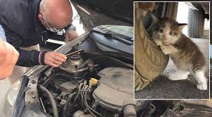 Yavru Kediyi Motordan Cikarmak Icin Kopek Sesi Dinlettiler Baska Aracin Motoruna Kacti