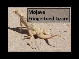 Image result for Macrotyloma rupestre × densiflo