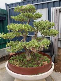 Bonsai is the art of shaping and growing miniature trees. Stolen Bonsai Tree In Woodville West Thieves Cut Fence And Threw Lasso The Advertiser