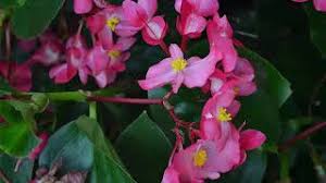 Image result for Rungia grandis