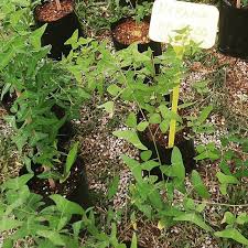 Hempedu bumi, pokok cerita nama saintifik : Pokok Herba Dan Bunga Posts Facebook