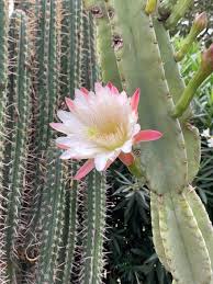 Image result for Cactaceae