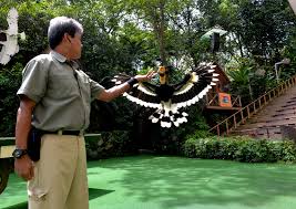 The jurong bird park is the largest bird sanctuary in the region, with colourful species from around the world: Nwvrvj6r Hsr7m