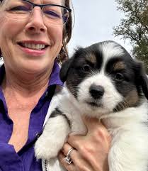 Picture of boxer dog Rip