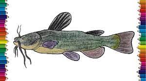 Most catfish live in fresh water habitats all over the world, except antarctica. How To Draw A Catfish Step By Step Fish Drawing And Coloring For Kids Youtube