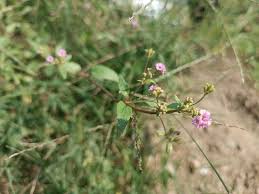 Image result for Nothosaerva brachiata