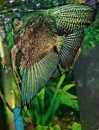 Food Birthday Party Filipino Birthday Handa List Pinoy Leopard Male Pearl Aquarium Fish Tropical Fish Aquarium Angel Fish