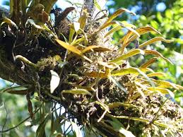 Image result for Pyrrosia rhodesiana