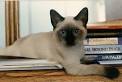 Home | Siamese Seal Point Kittens