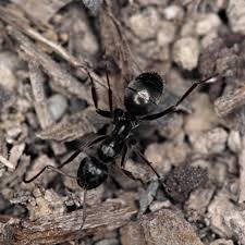 Carpenter ants, or camponotus, build their colonies in wood. Follow These Steps To Control Field Ants