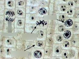 Onion Root Tips Mitosis Diagram Quizlet