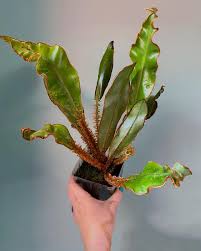 Image result for Elaphoglossum
